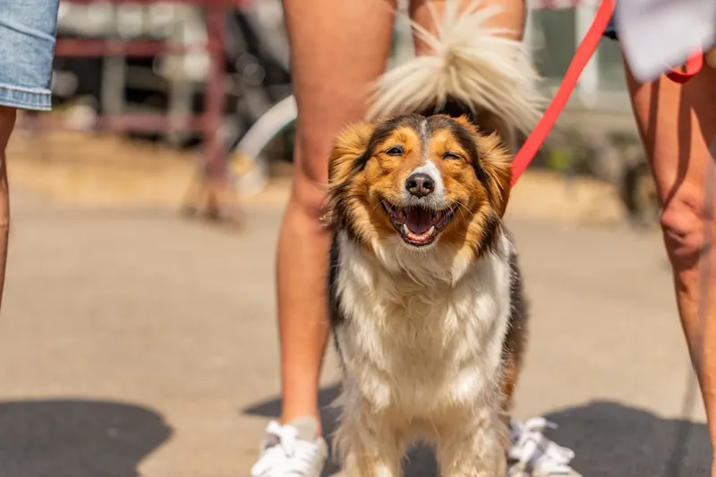 Sunshine, Smiles & Wagging Tails at Cherry Tree Nurseries (14 of 24)