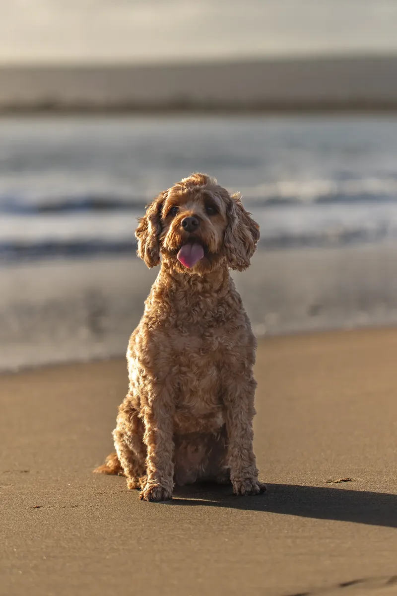 Red the Cavapoo (4 of 42)
