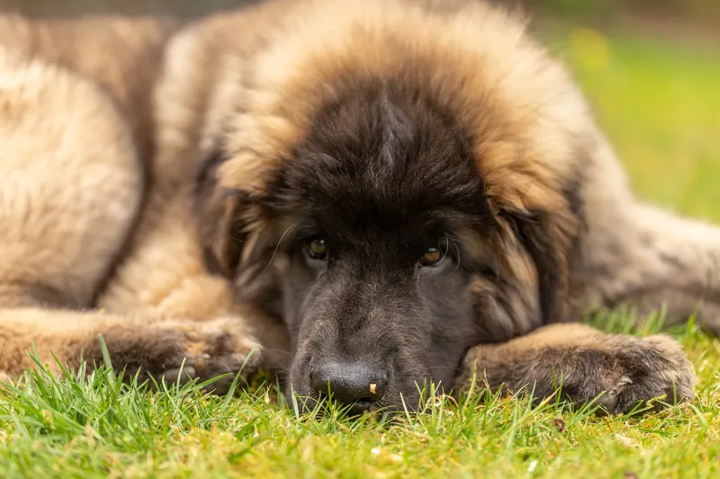 Alfie the Leonberger Puppy (19 of 41)