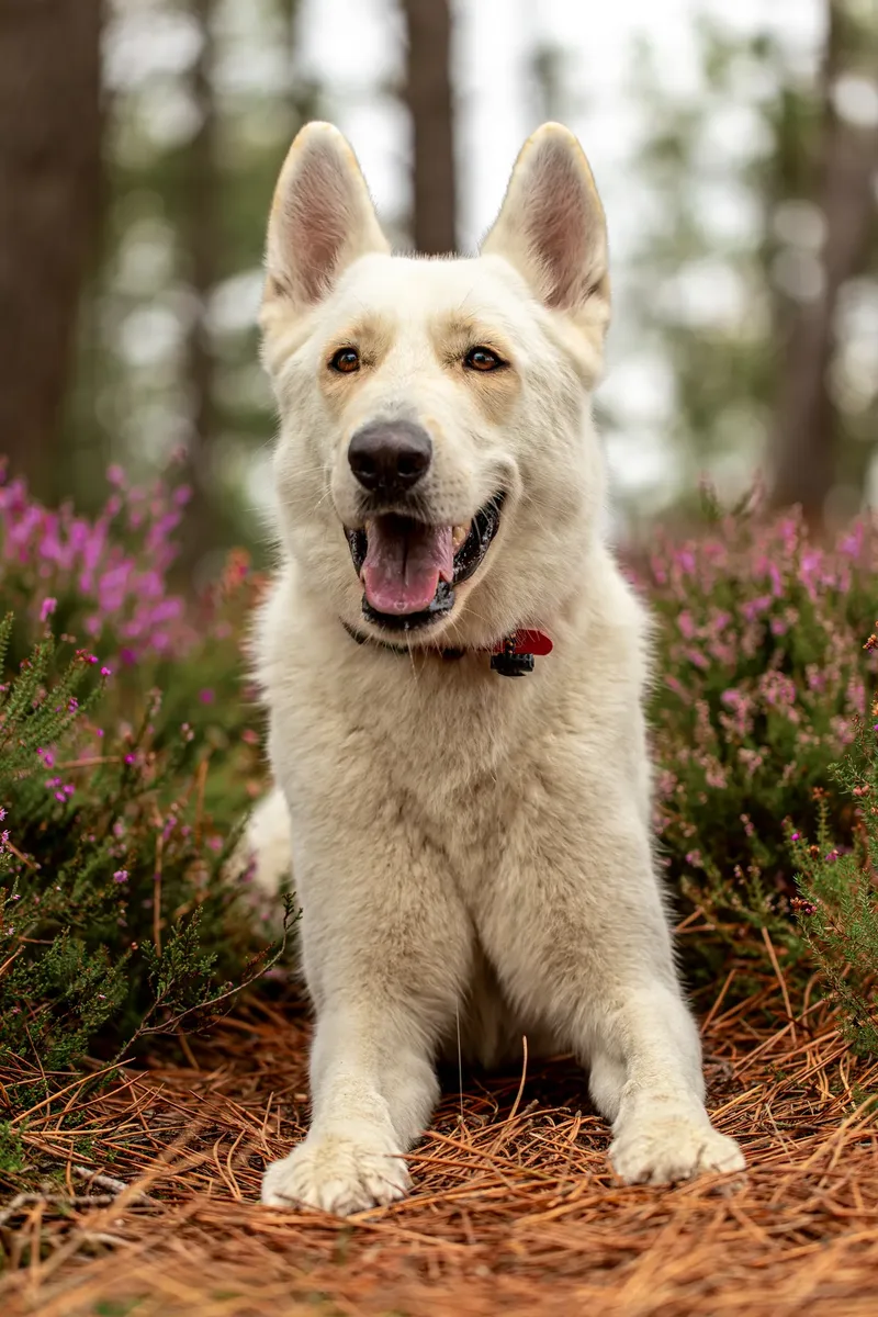 The Wild Bear Club – Wareham Forest (18 of 24)