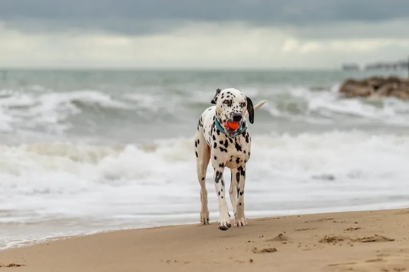 Domino the Dalmation (15 of 24)
