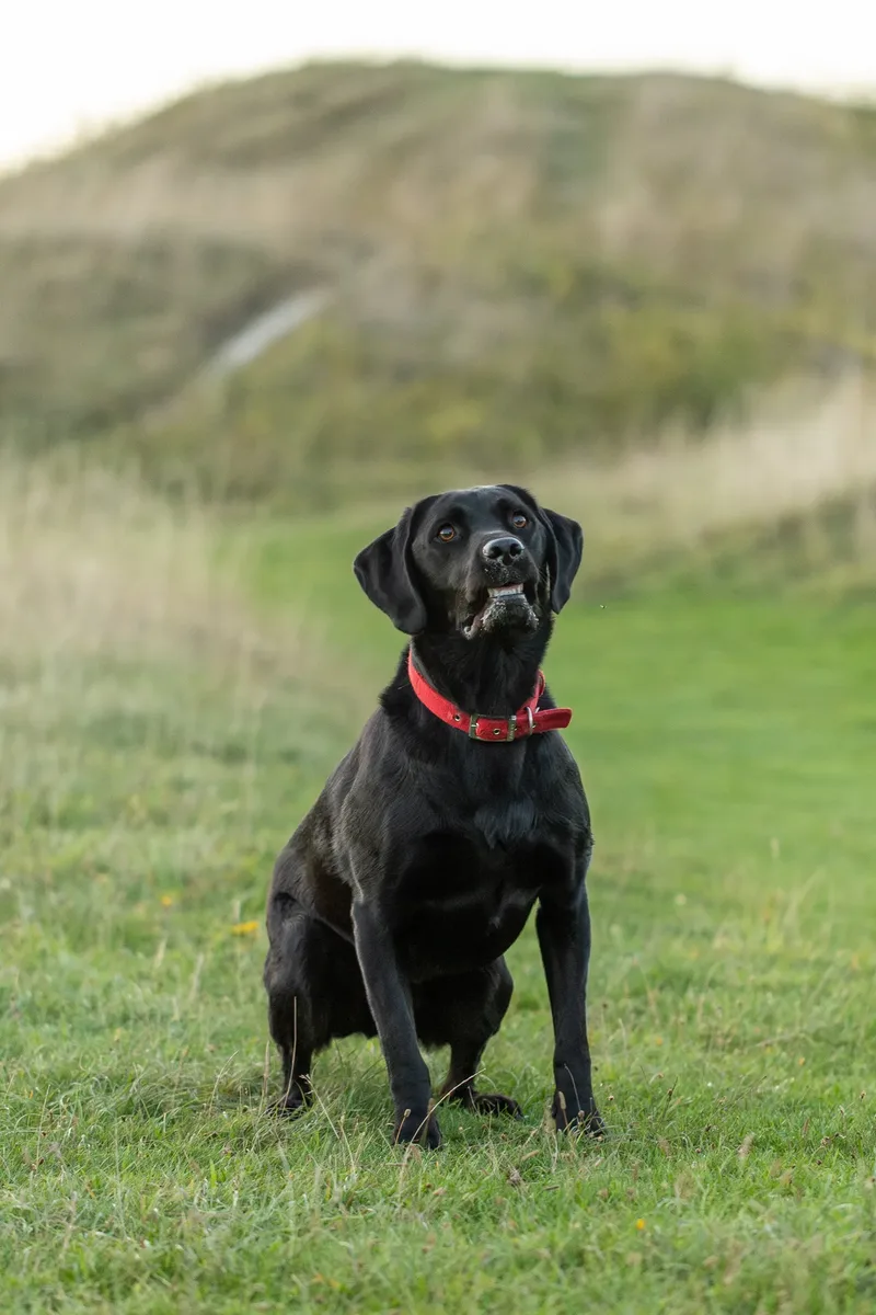 The Wild Bear Club – Badbury Rings (12 of 24)