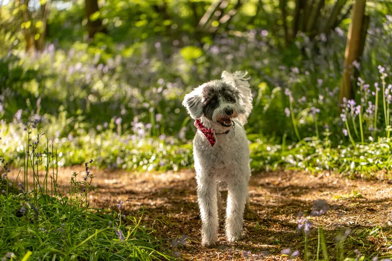 Dougie & Barney – The Bordoodle Cousins (19 of 22)