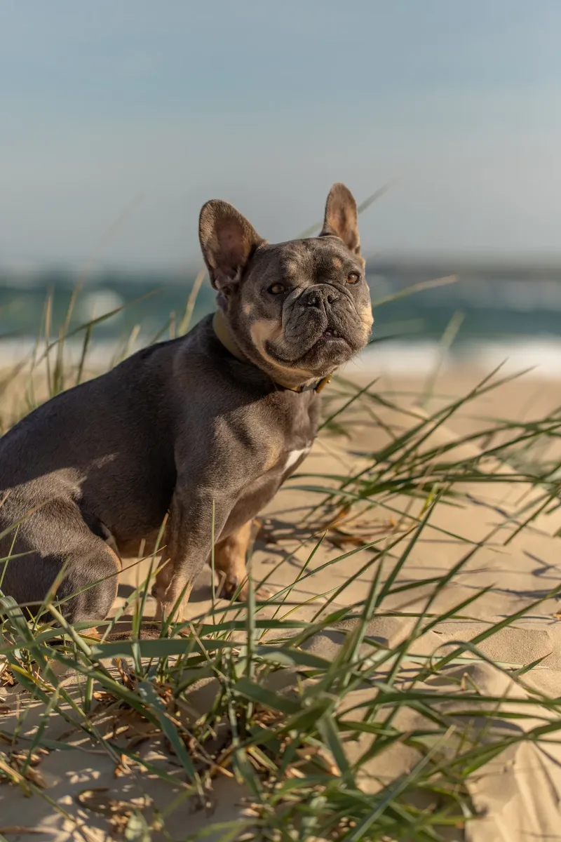 Blue the Frenchie (32 of 32)