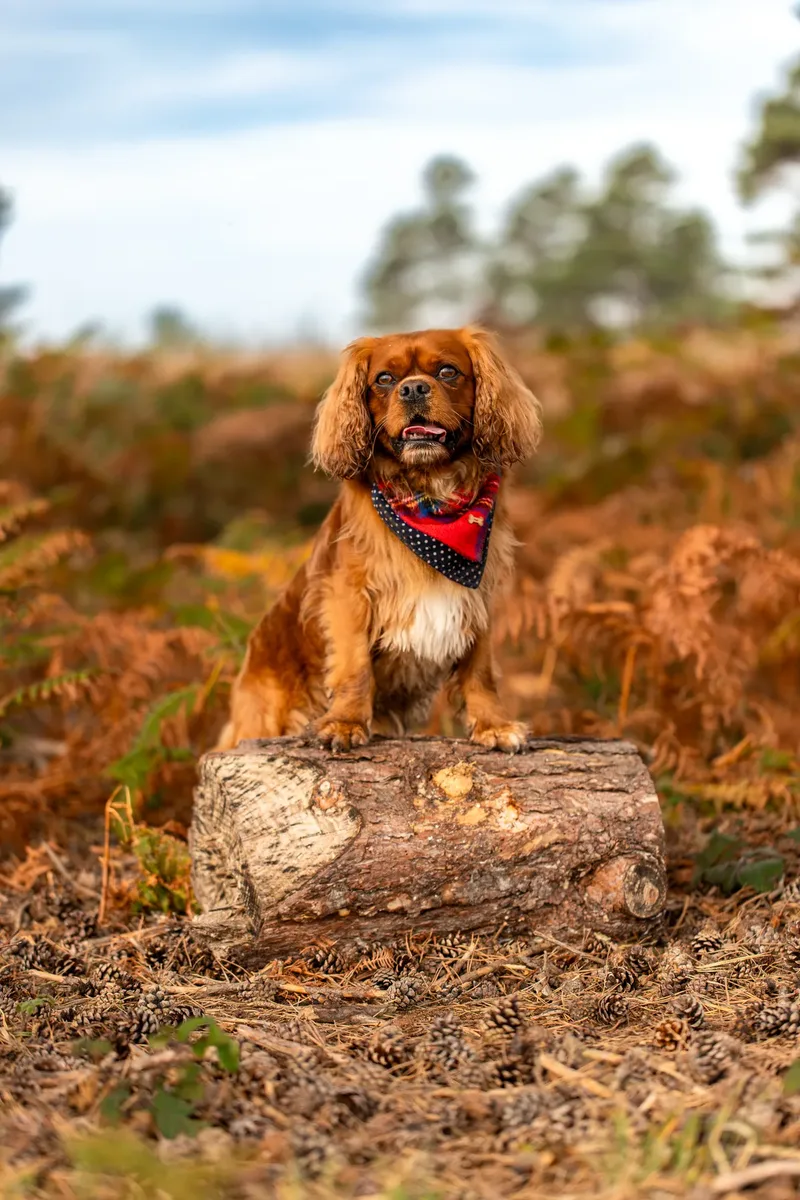 Rusty the Cav (14 of 24)
