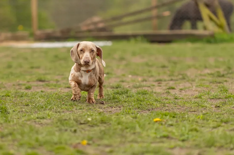 Muttley’s Doggy Day Care – Open Day Fun! 🐾 (6 of 24)
