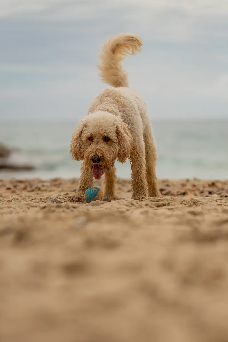 Spring Beach Mini Sessions (30 of 105)