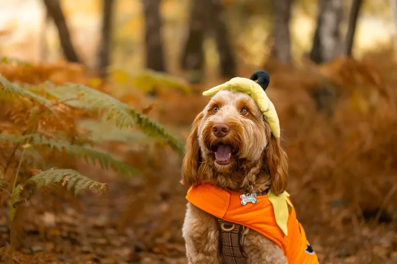 An Autumn Afternoon with Toby at Canford Heath (23 of 24)