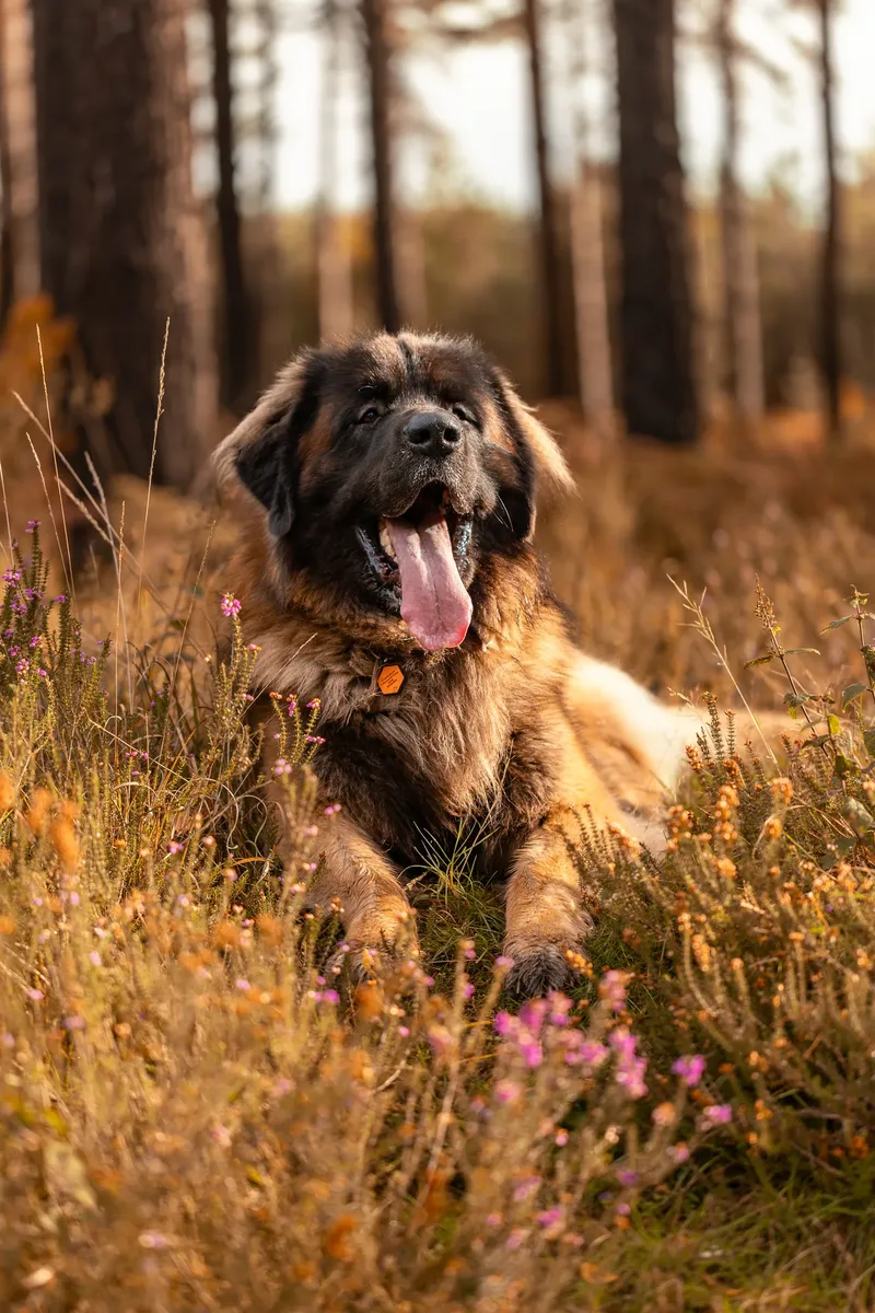 Koda the Bear (Leonberger) (24 of 24)