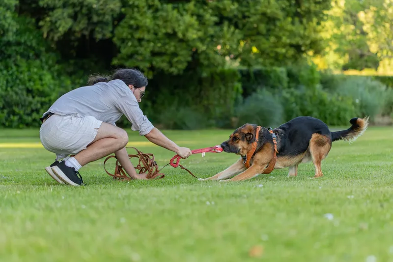 Dorset Dog Trainer – Poole Park (43 of 59)