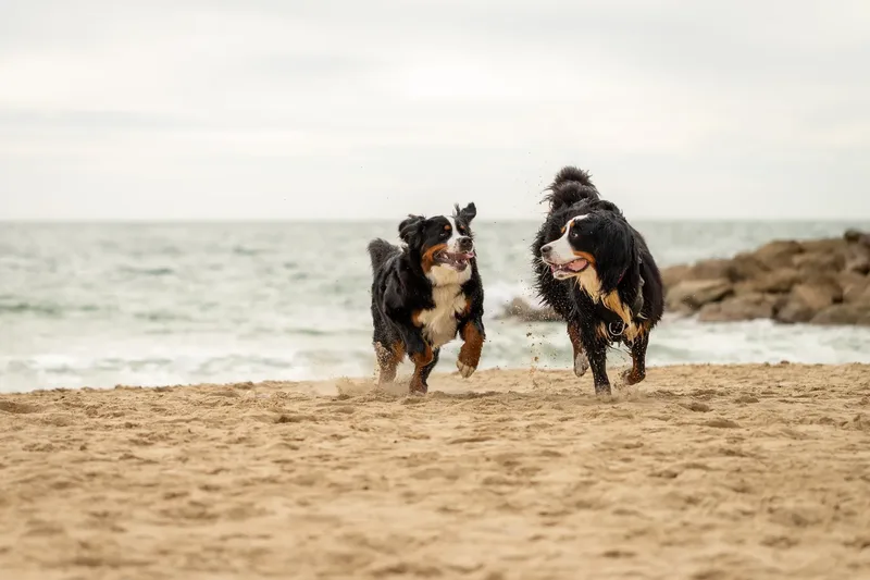 Berry the Bernese Mountain Dog (3 of 30)
