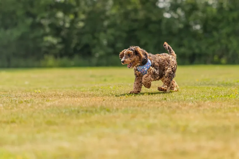 Luna the Cockapoo (21 of 24)