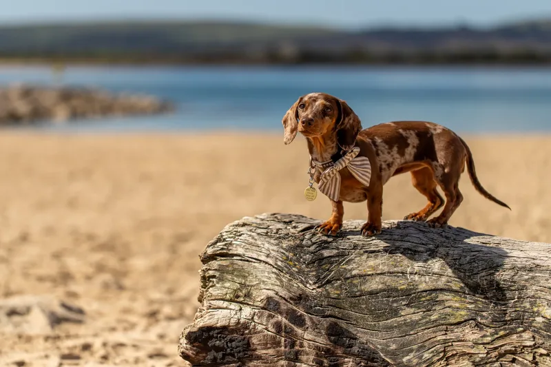 Margot at the beach