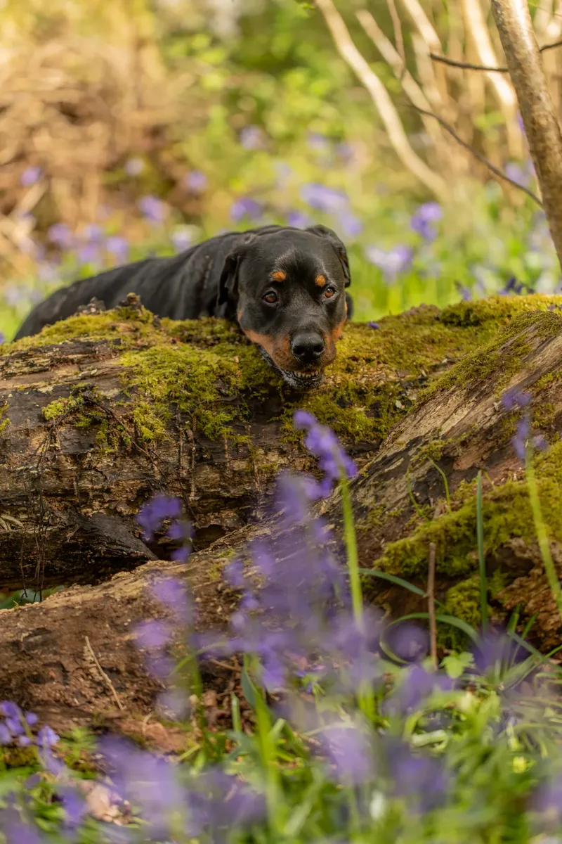 Karma the rottweiler in bluebells (17 of 30)