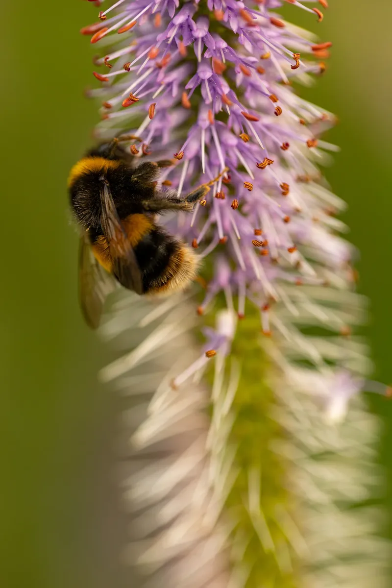 Brothers Farm – Feast in the flowers (55 of 76)