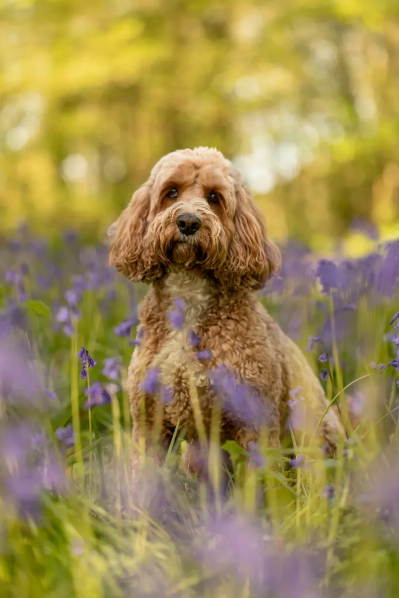 Teddy the cockapoo in the bluebells (1 of 21)
