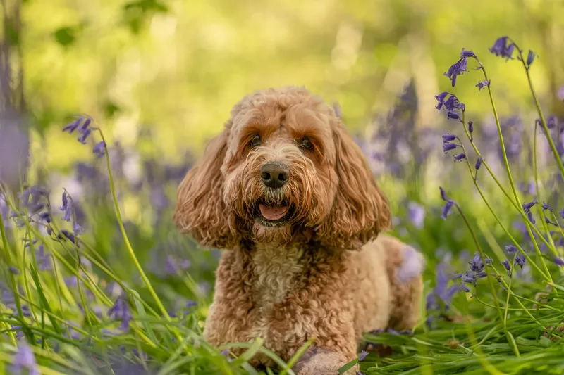 Teddy the cockapoo in the bluebells (9 of 21)
