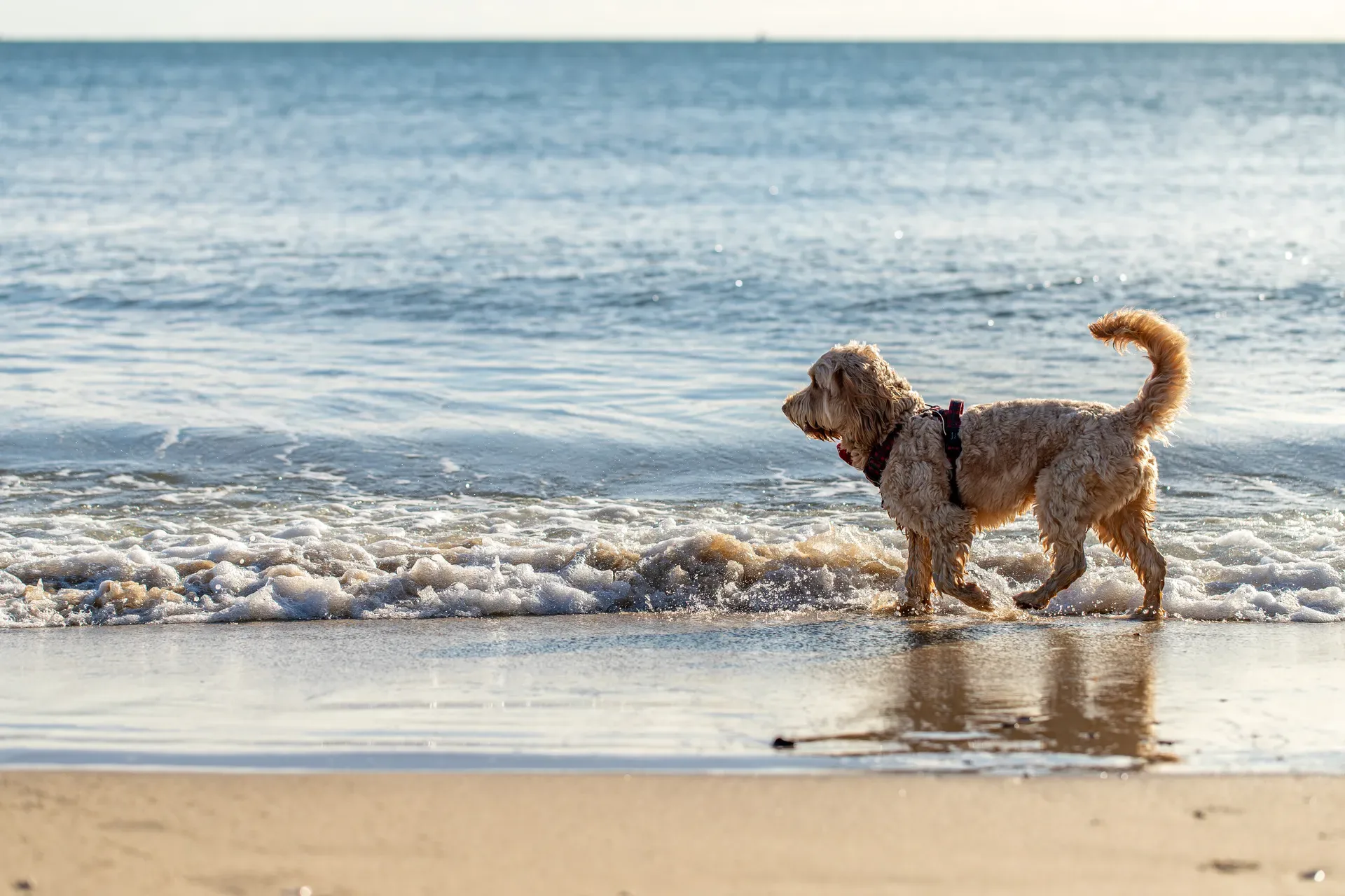 Toby Xmas beach shoot!