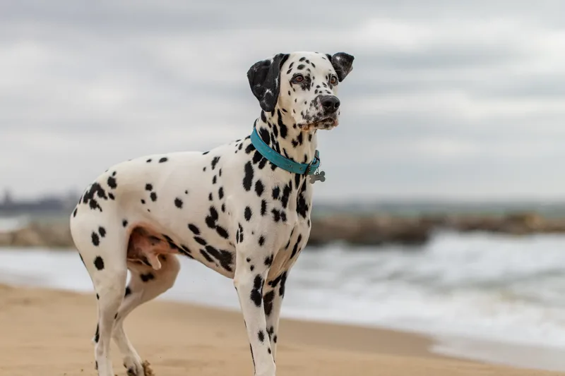 Domino the Dalmation