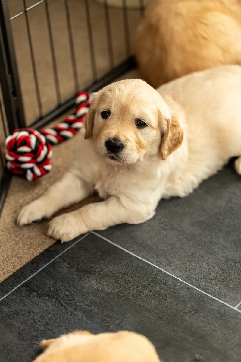Golden Retriever Puppies (37 of 60)