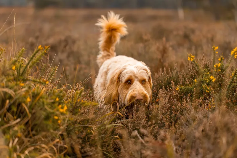 An Autumn Afternoon with Toby at Canford Heath (15 of 24)