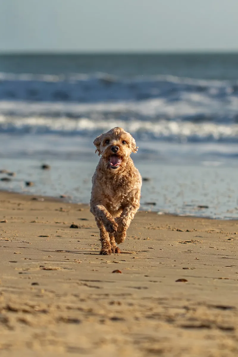 Red the Cavapoo (39 of 42)