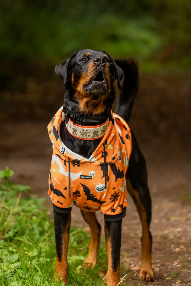 Karma the Rottie’s Halloween Shoot in Corfe Mullen (18 of 24)