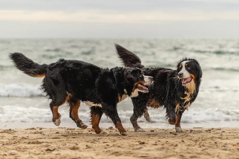 Berry the Bernese Mountain Dog (2 of 30)