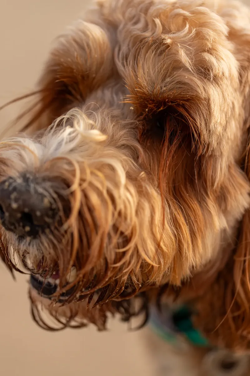 Teddy the Cockapoo (21 of 39)