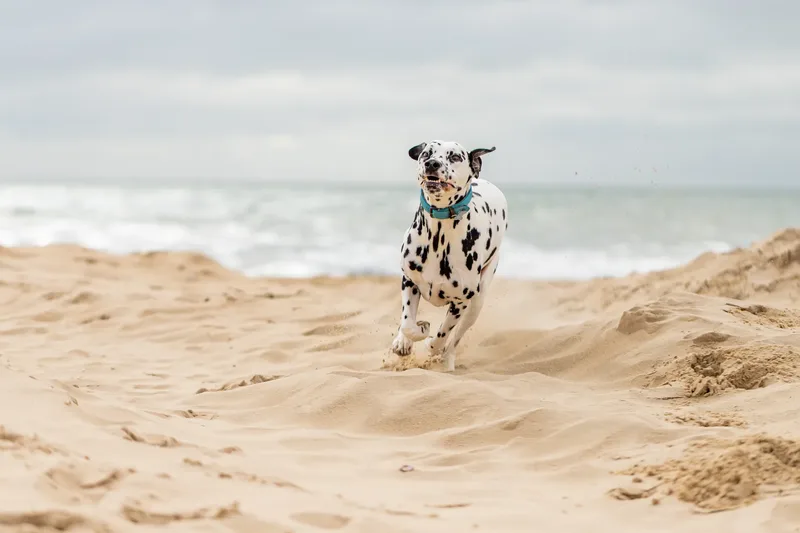Domino the Dalmation (5 of 24)