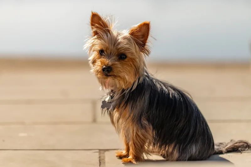 Willow – the mini yorkie (22 of 24)