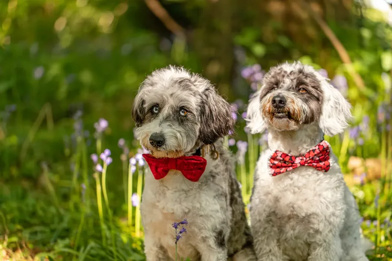 Dougie & Barney – The Bordoodle Cousins (13 of 22)