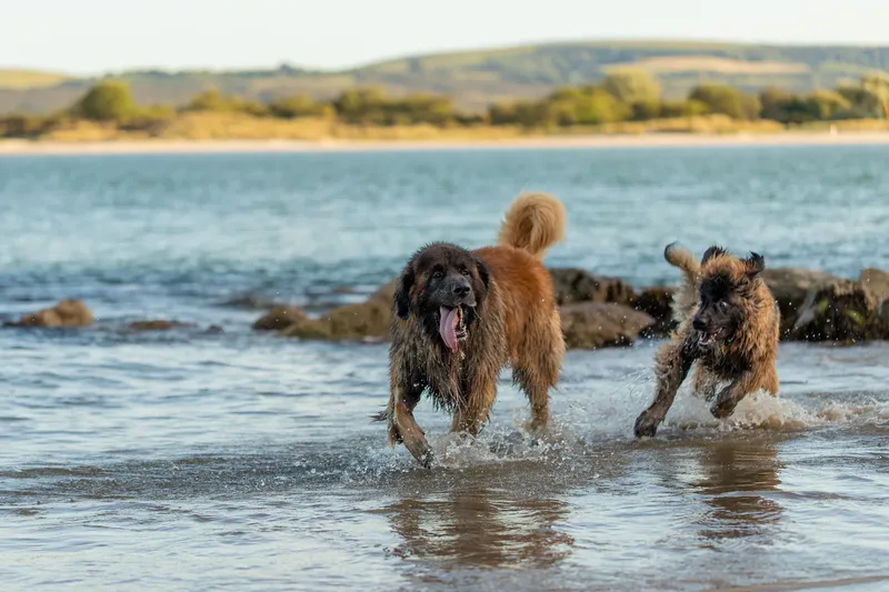 Leonberger Meet Up (13 of 47)
