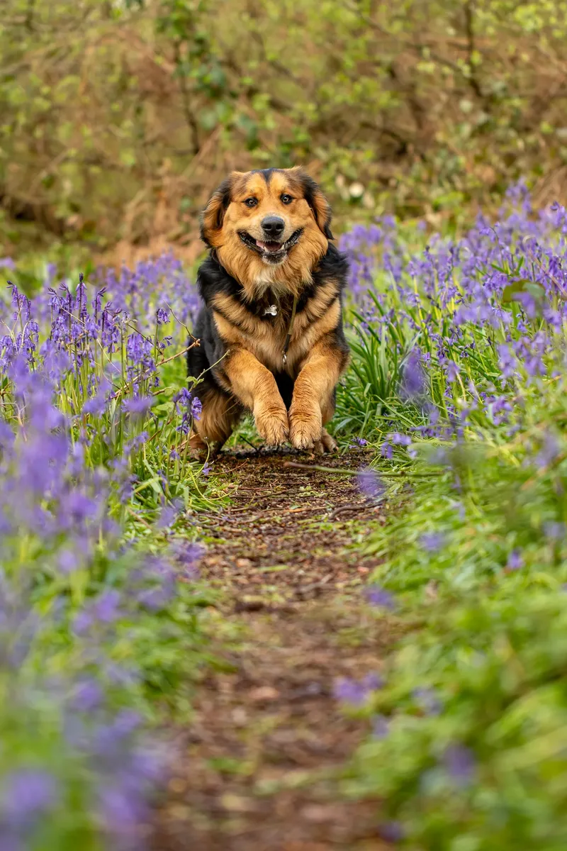 Finn the golden mountain dog (12 of 13)