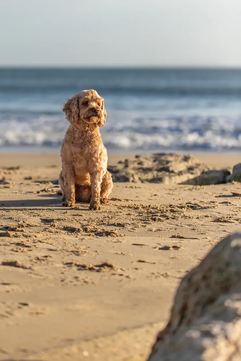 Red the Cavapoo (32 of 42)