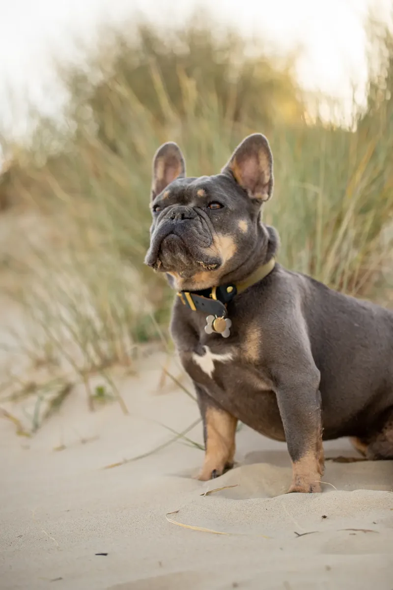 Blue the Frenchie (5 of 32)