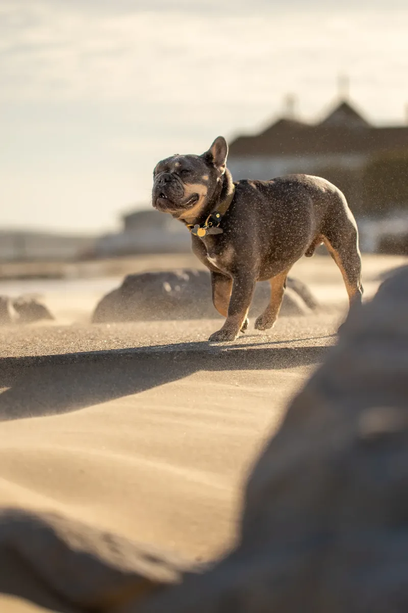 Blue the Frenchie (20 of 32)