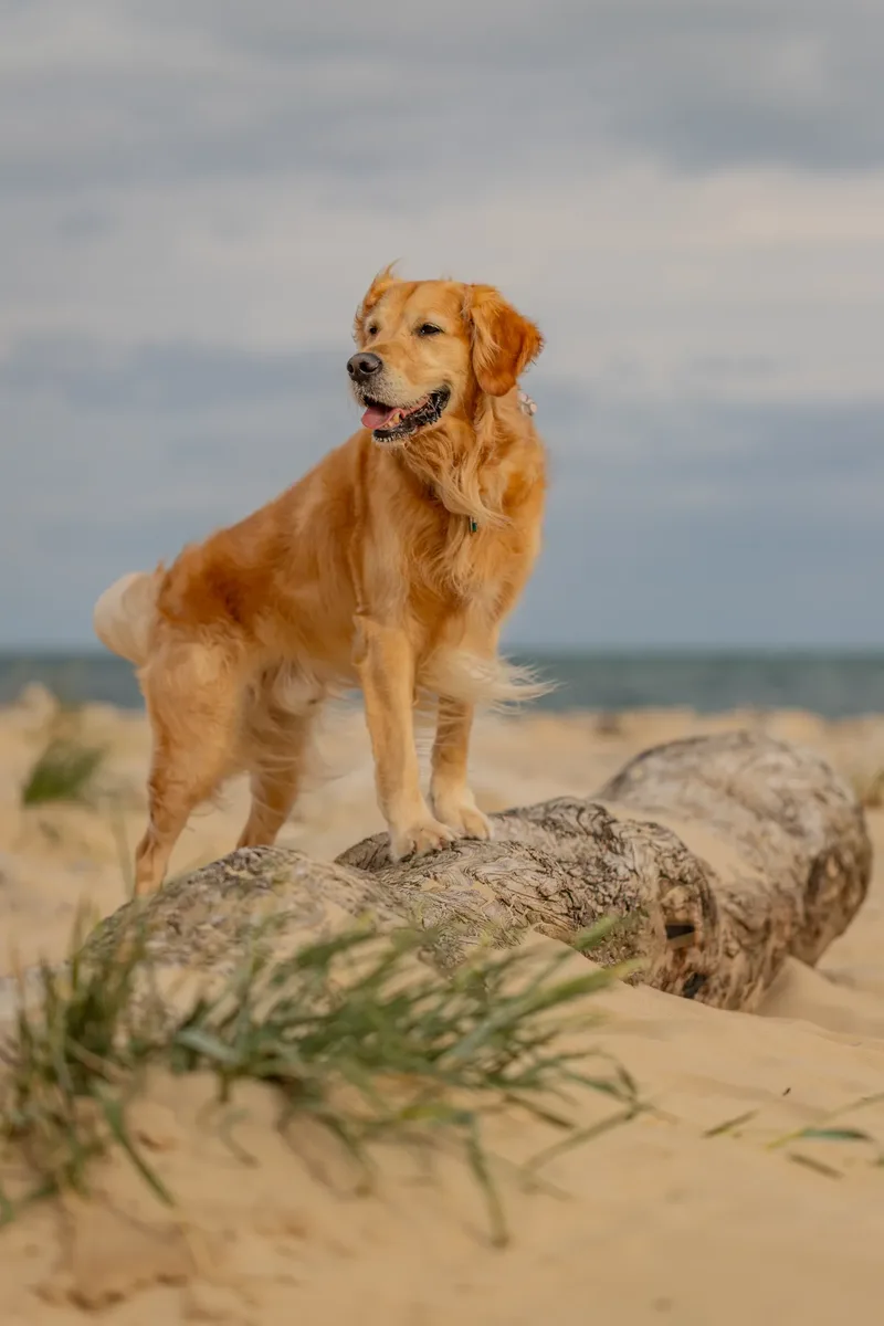 Murphy the golden retriever (17 of 41)