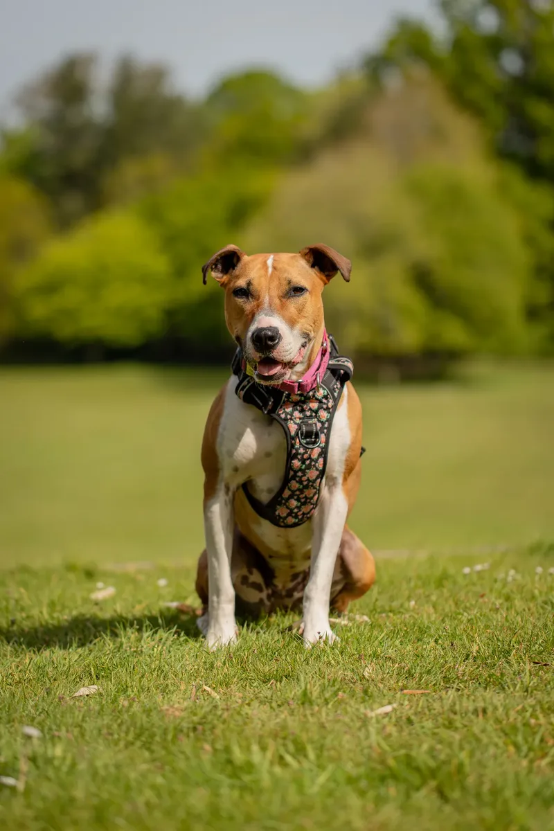 The Dorset Dog Trainer (42 of 42)