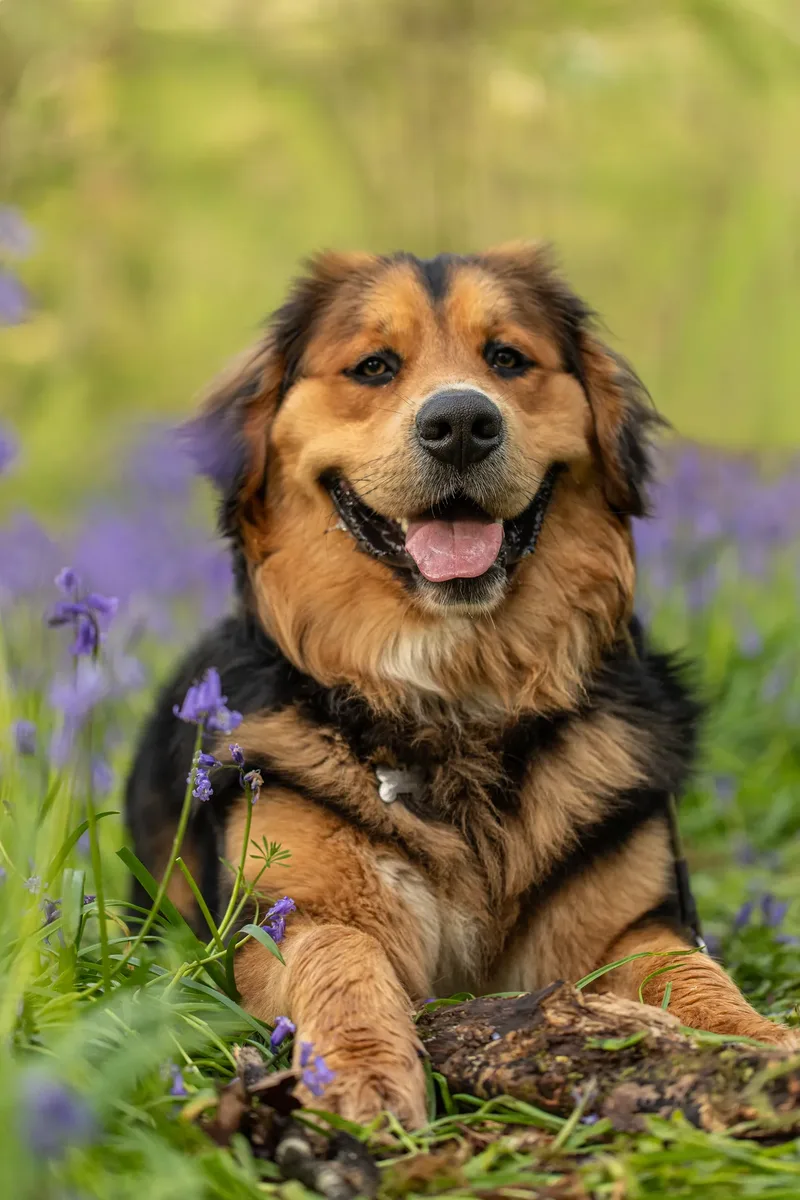 Finn the golden mountain dog (11 of 13)