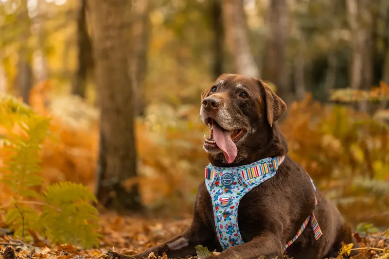 A Morning with Cas & Oreo at Canford Heath (22 of 24)