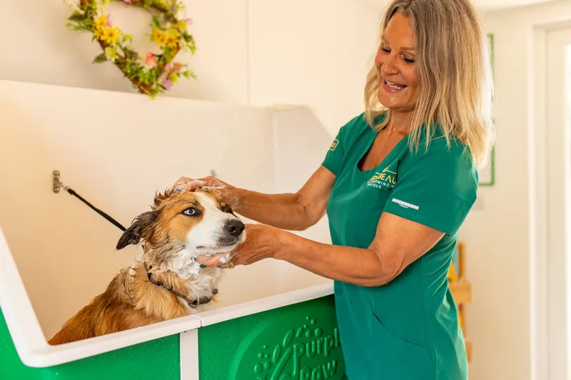 Eden Beau Dog Grooming Boutique