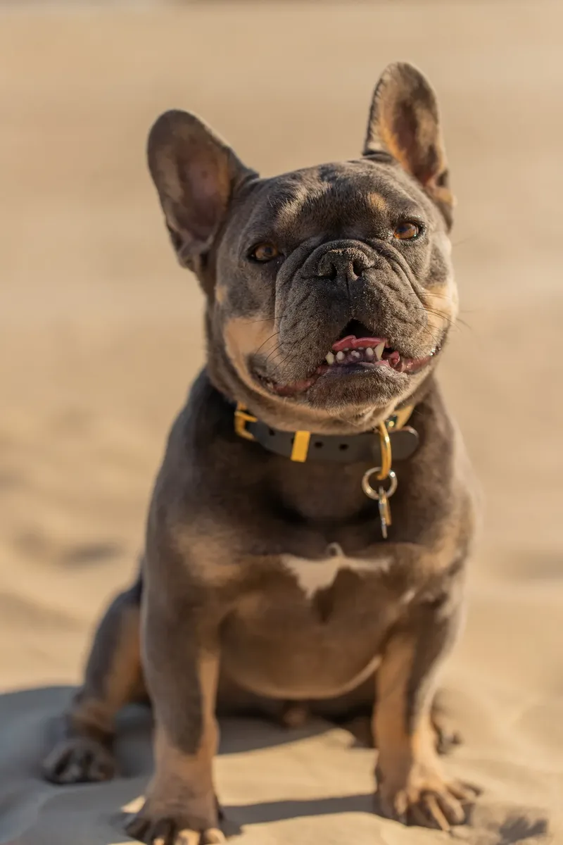 Blue the Frenchie (31 of 32)