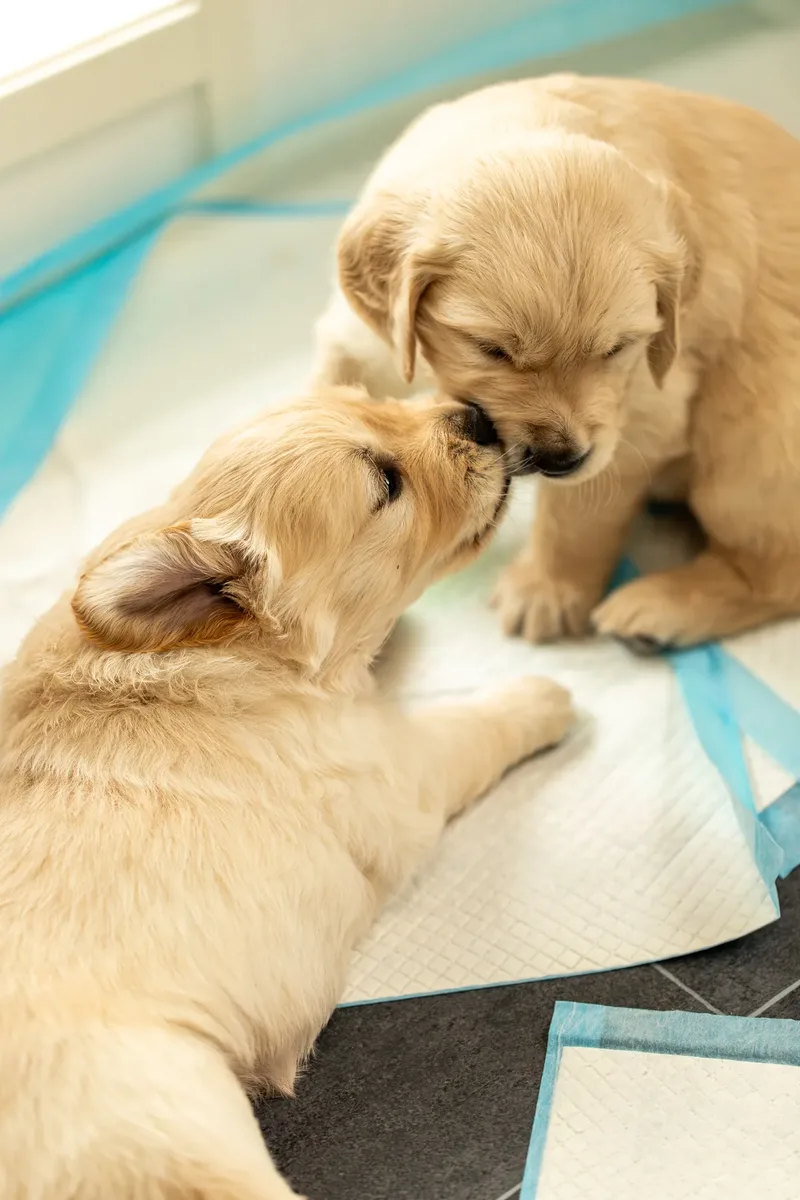 Golden Retriever Puppies (5 of 60)
