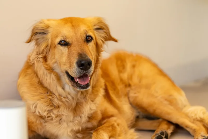 Eden Beau Dog Grooming Boutique (10 of 24)