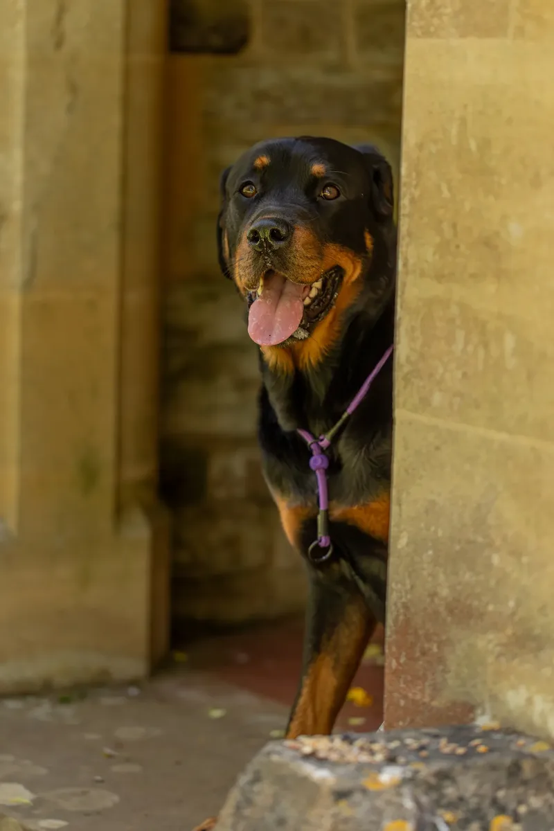 Karma the rottweiler in bluebells (24 of 30)