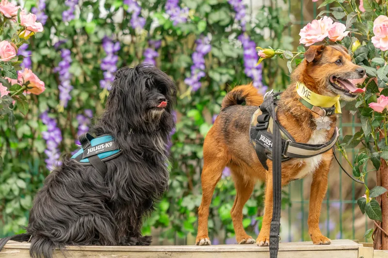 Muttley’s Doggy Day Care – Open Day Fun! 🐾 (18 of 24)