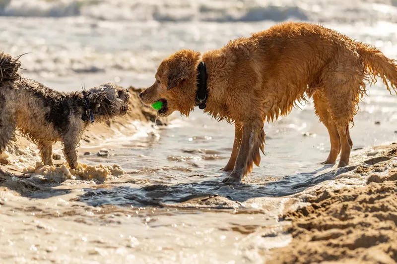 Hugo, Cookie, Flossie & Ralph (3 of 24)