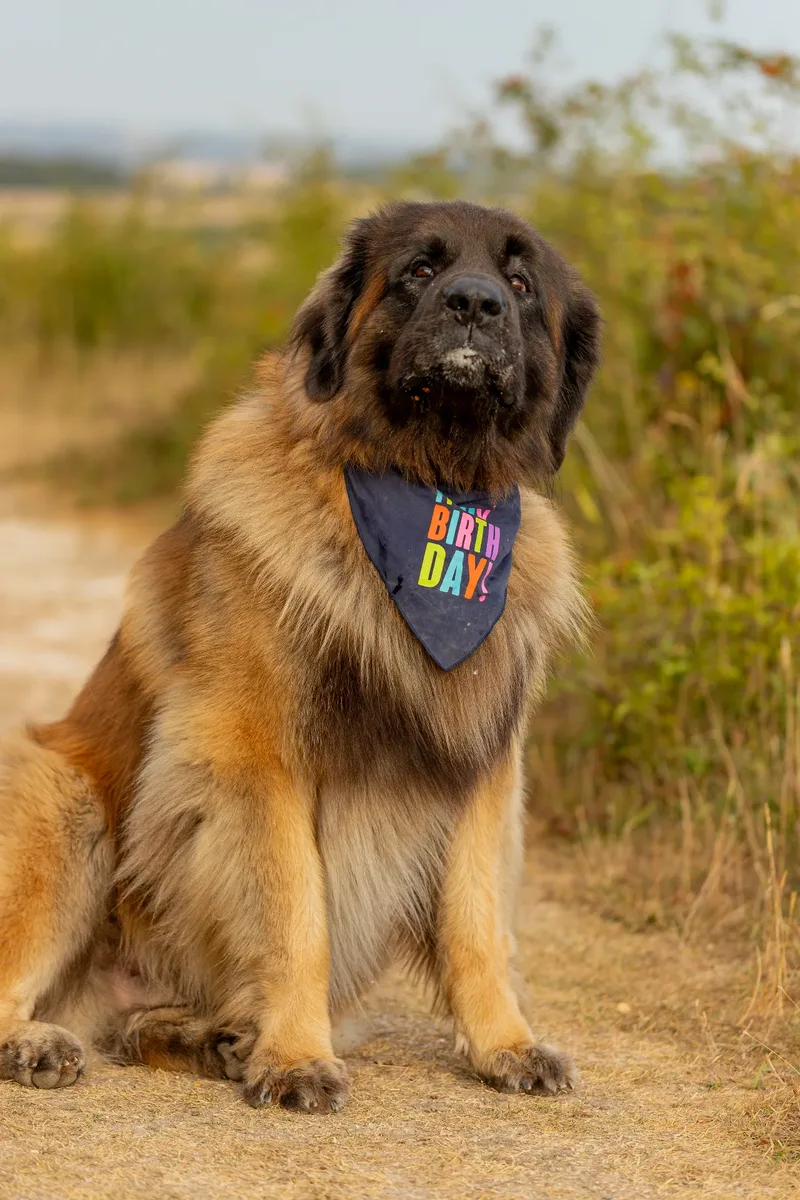 Koda