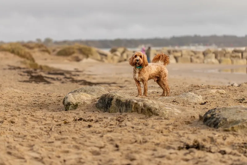 Teddy the Cockapoo (31 of 39)